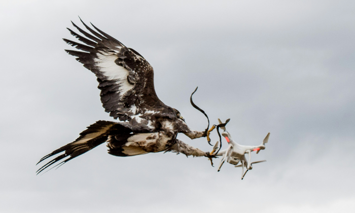 L'arme de l'air enrle des aigles royaux pour abattre des drones indsirables